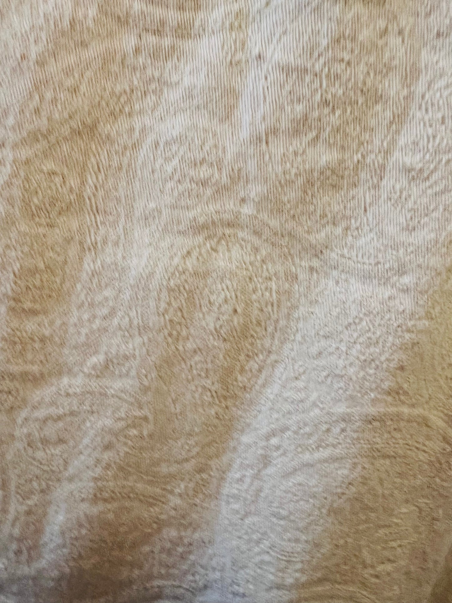 Fransa Damask Jacquard Cream Jacket 3 Sizes